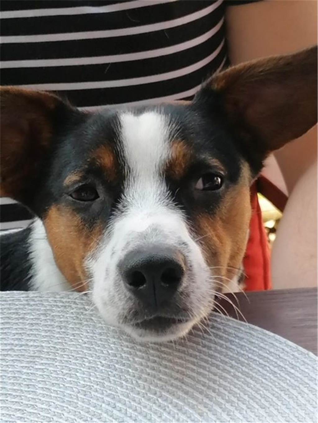 Zum Welthundetag: Viele Fotos von den Dorstener Fellnasen Unzählige E-Mails sind bei uns zum Welthundetag eingegangen. Ob kleine oder große Fellnasen: Hier sind Dorstens Hunde!