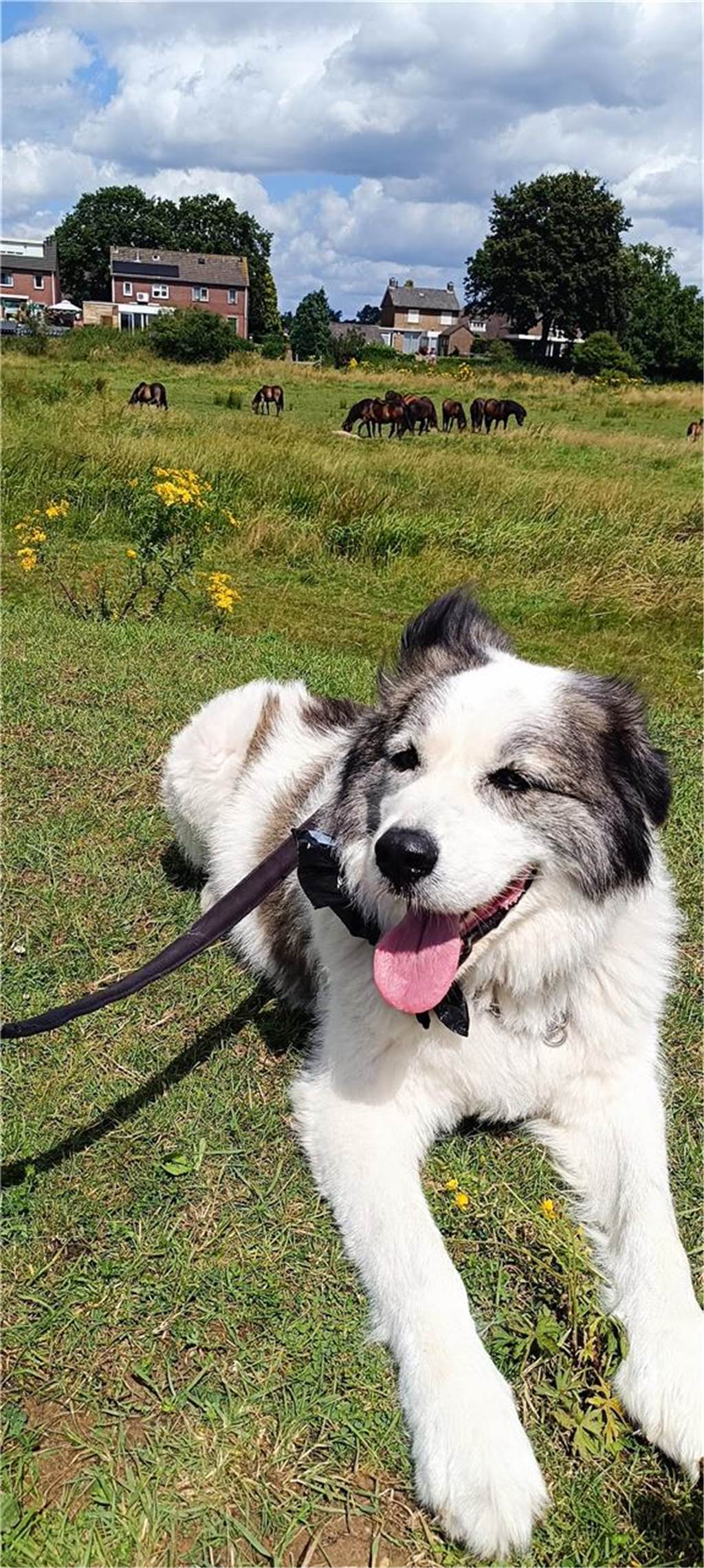 Zum Welthundetag: Viele Fotos von den Dorstener Fellnasen Unzählige E-Mails sind bei uns zum Welthundetag eingegangen. Ob kleine oder große Fellnasen: Hier sind Dorstens Hunde!