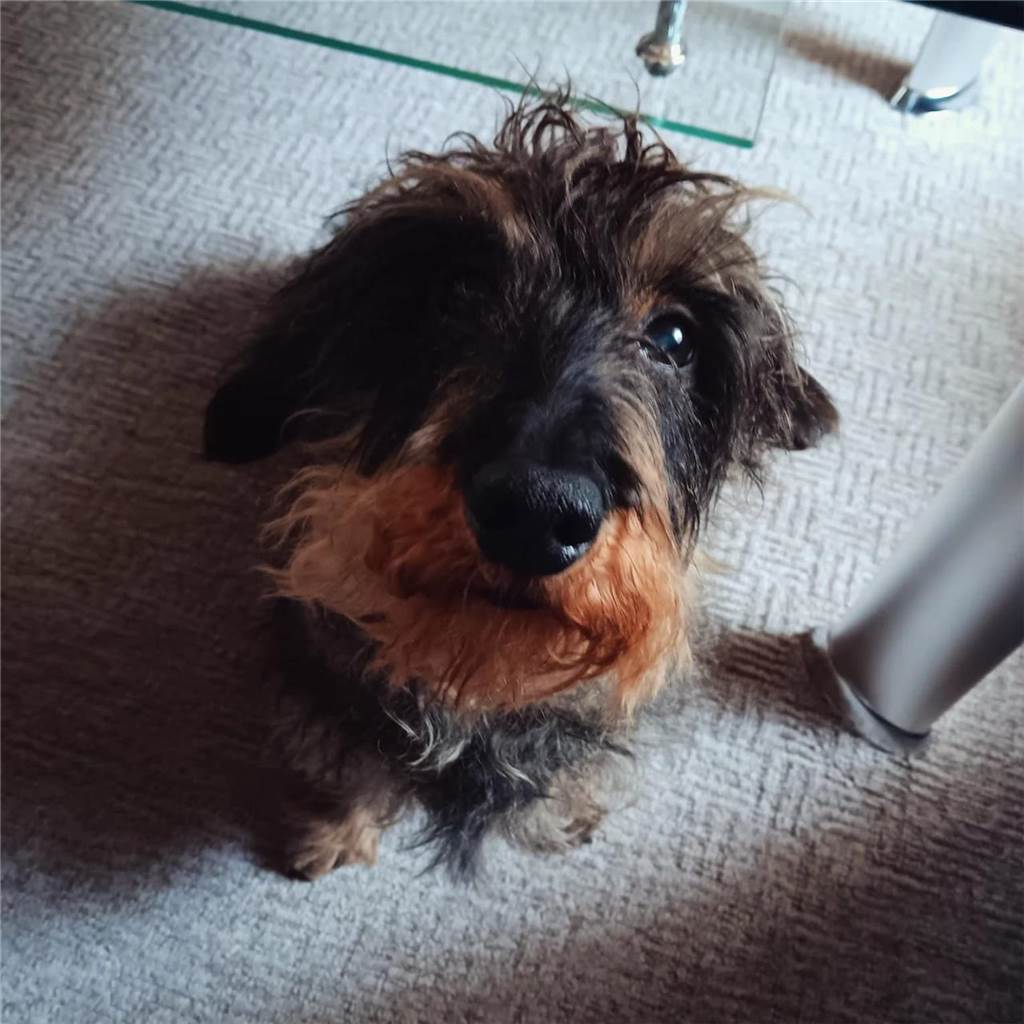 Zum Welthundetag: Viele Fotos von den Dorstener Fellnasen Unzählige E-Mails sind bei uns zum Welthundetag eingegangen. Ob kleine oder große Fellnasen: Hier sind Dorstens Hunde!