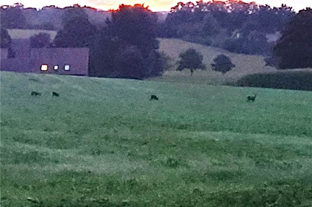 Rehe und Raser am Hennewiger Weg: „Muss erst etwas passieren“ Vanessa Brünig hat einige Rehe in den Felden kürzlich fotografiert.