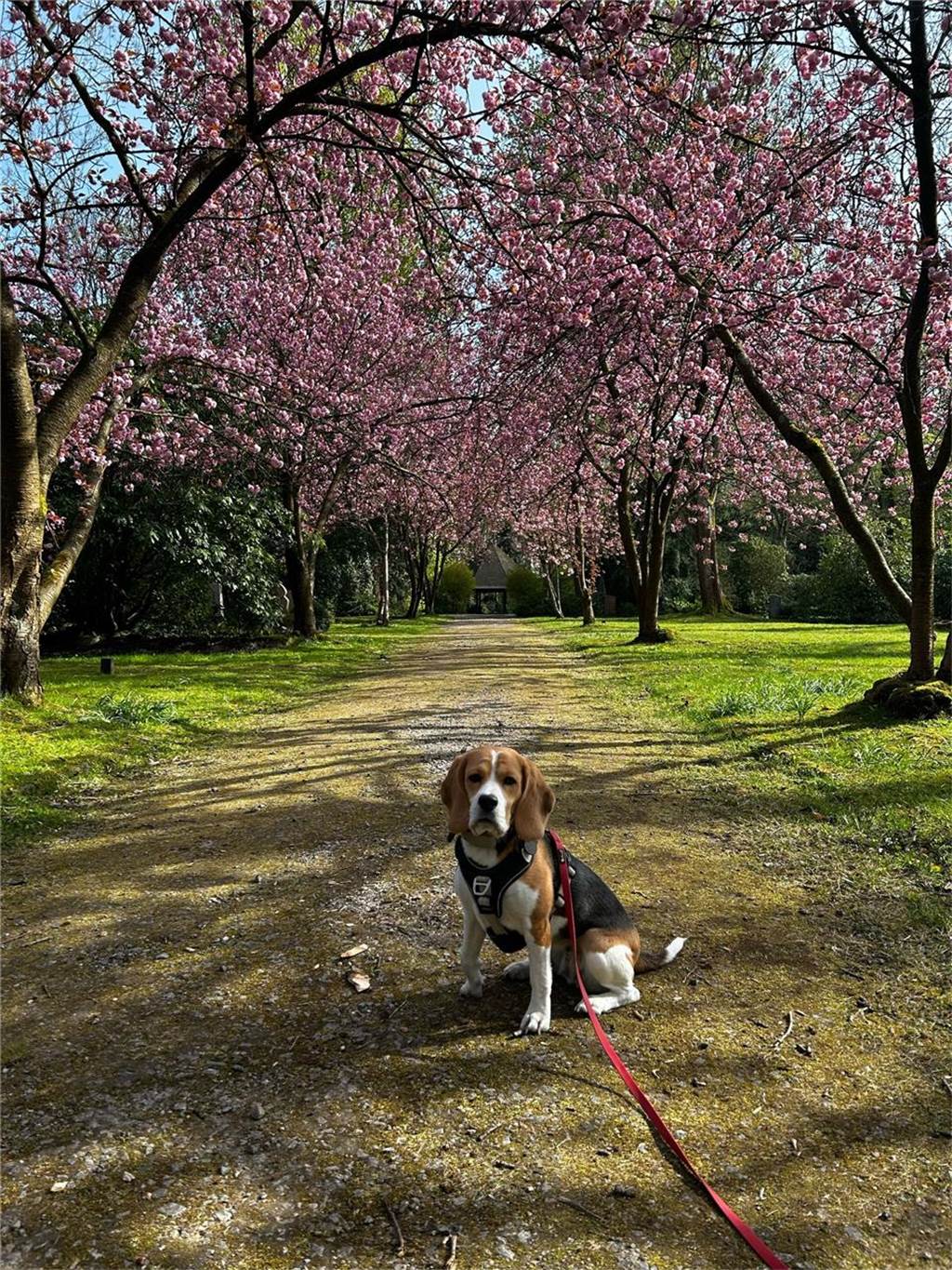 Der Frühling kommt nach Dortmund: Die schönsten Fotos vom Frühlingsanfang Vanessa und ihre Hündin Frieda waren auf dem Hauptfriedhof spazieren und haben uns diese schönen Fotos geschickt.