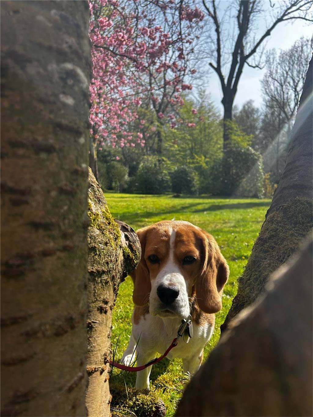 Vanessa und ihre Hündin Frieda waren auf dem Hauptfriedhof spazieren und haben uns diese schönen Fotos geschickt.