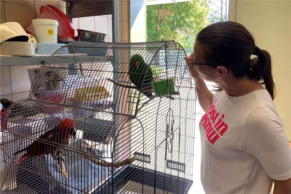 Papagei Charly zurück bei Besitzerin Gaby im Dortmunder Westen – Tränen fließen Vanessa Wiemers am Käfig, in dem das Tierheim Papagei Charly untergebracht hat.