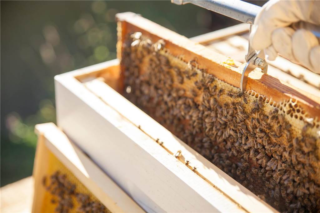 Aus Liebe zu Natur und Tier: So tut man Gutes bienen an waben