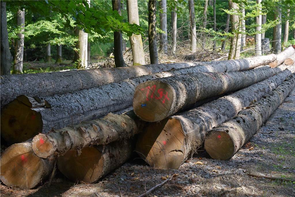 10 Dinge, die Sie im Wald dürfen - und 10 Dinge, die verboten sind Verboten: über herumliegende Baumstämme zu laufen.