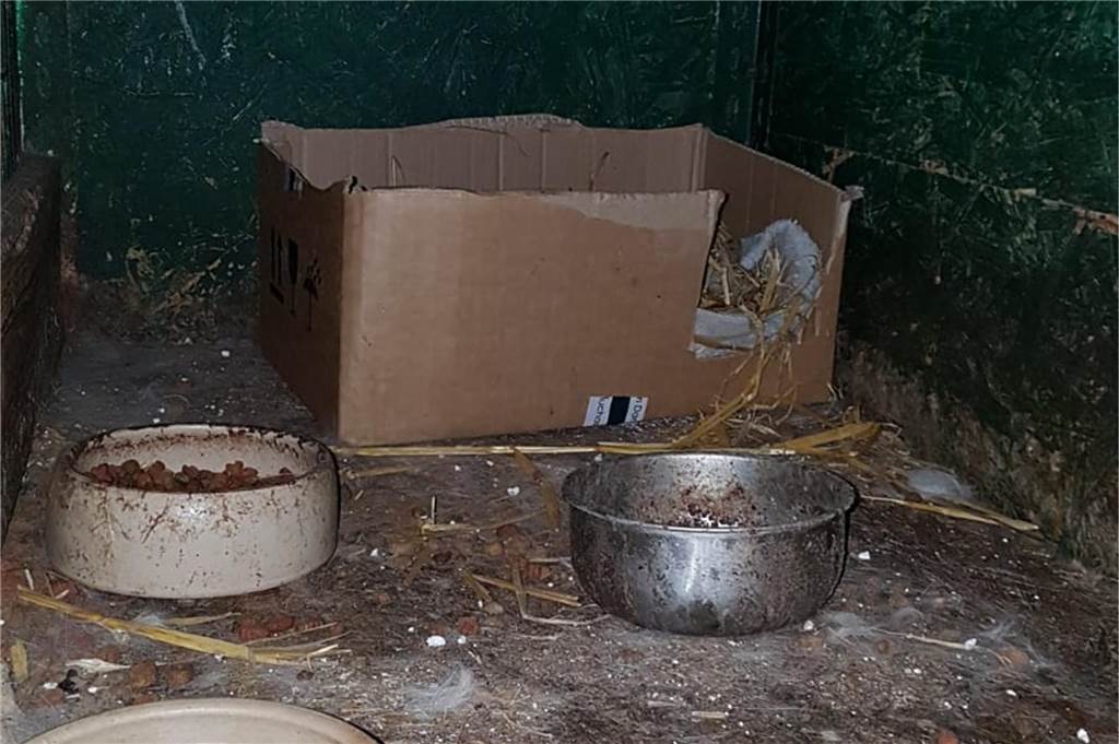 Tierschützer brechen Laube auf: Verwahrloste Katzen sind gerettet Verdreckte Näpfe, volle Katzentoiletten und ein bestialischer Gestank erwartete die Tierschützer in dem Anbau voller Katzen.