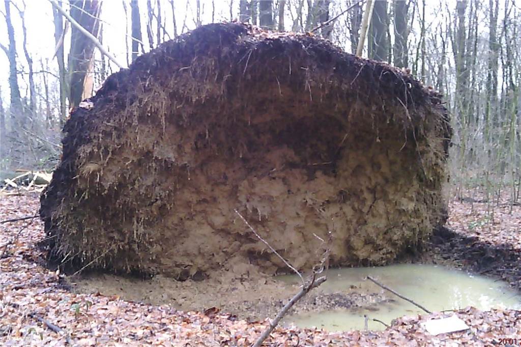 Sturm Friederike vor einem Jahr: Geschwächter Wald muss sich für schwere Zeiten wappnen Vereinzelte Bäume hat Sturm Friederike im Werner Stadtwald umgestürzt. Etwa einen fünf Meter großen Wurzelteller hatte dieser Baum.