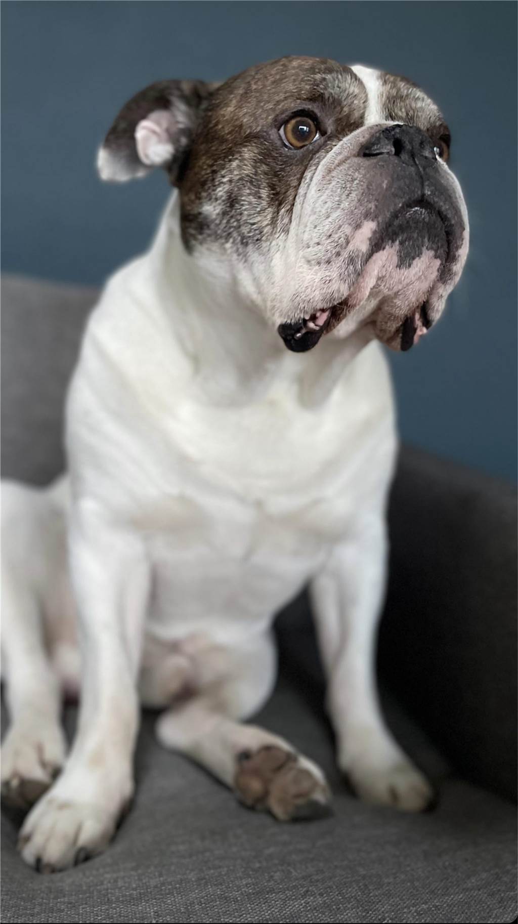 Verena feiert am Tag des Hundes ihren Hannibal!