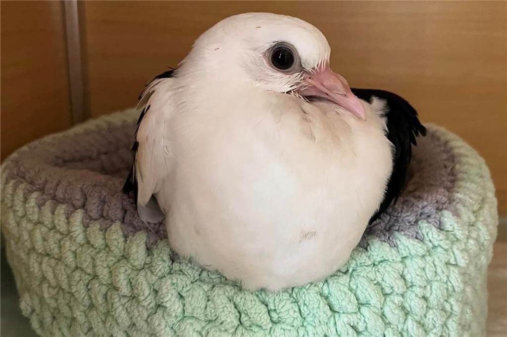 Olfener Tierschützer wollen seltene Tauben aufspüren Verletzte Tauben wie Frank kommen bei Mitgliedern des Vereins unter.