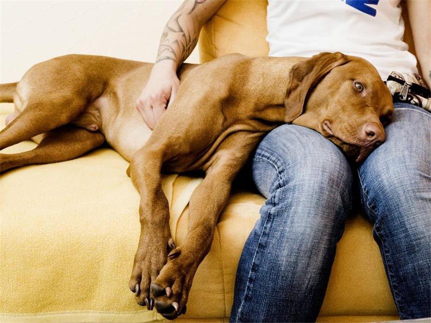 Gewitter im Kopf des Tieres - Epilepsie bei Hunden und Katzen Viel Pflege nötig: Auch Hunde und Katzen leiden unter Epilepsie. Unter Hunden ist sie sogar die häufigste neurologische Erkrankung. Foto: Monique Wüstenhagen