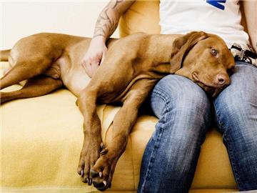 Viel Pflege nötig: Auch Hunde und Katzen leiden unter Epilepsie. Unter Hunden ist sie sogar die häufigste neurologische Erkrankung. Foto: Monique Wüstenhagen