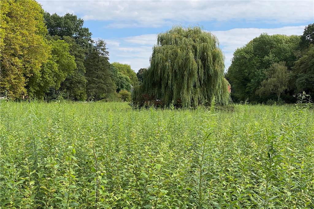 Gondelteich im Stadtgarten wird teilweise wieder mit Wasser gefüllt Viel Unkraut wuchs im Sommer 2022 auf dem Grund des Gondelteiches.