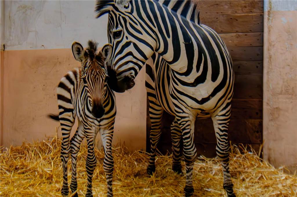 Dortmunder Zoo - Die süßesten Tierbabys 2023: Niedlichkeit im Übermaß Zebra Mutter Sohn Stute Nachwuchs süß niedlich Zoo Dortmund