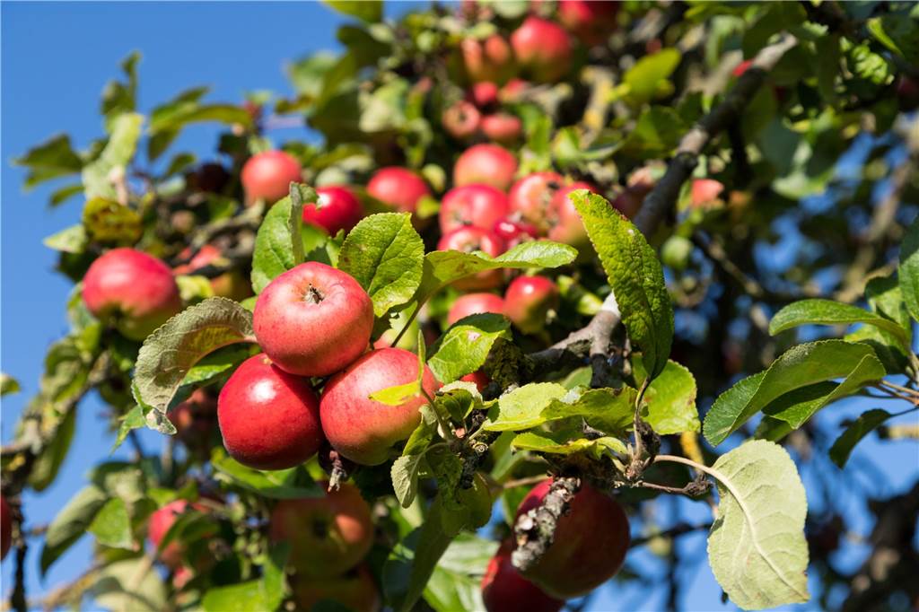Es darf gepflückt werden: Auf städtischen Obstwiesen gibt’s Äpfel und Birnen Viele Äpfel werden jetzt reif und können geerntet werden.