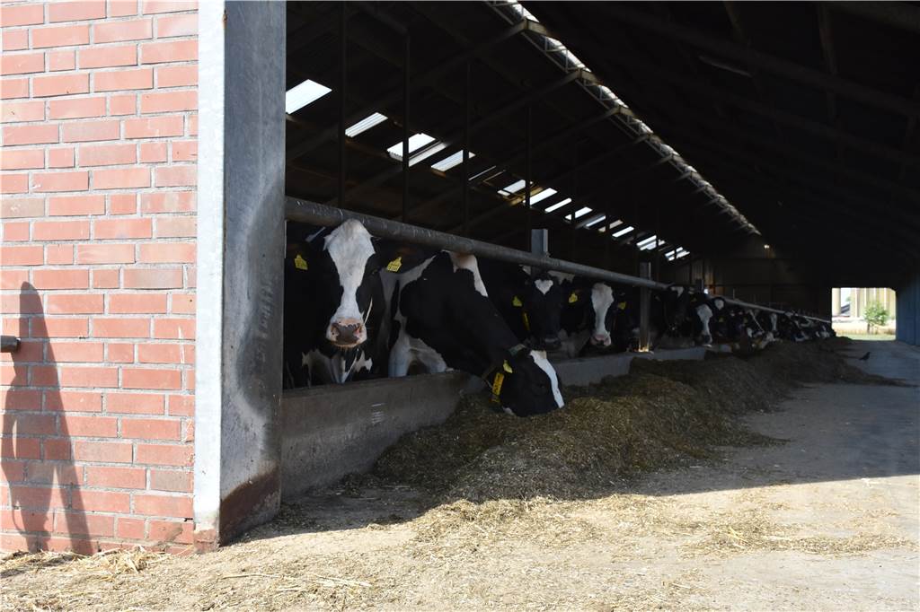 Mit Video: „Los Bambinos“ begeistert vom Bauerngolf in Südlohn - Spaß für Groß und Klein Viele Bauerngolfbesucher bleiben auch vor den Kuhställen auf dem Hof stehen, wo sie drei Mal am Tag das Melkkarussell bei der Arbeit beobachten können.