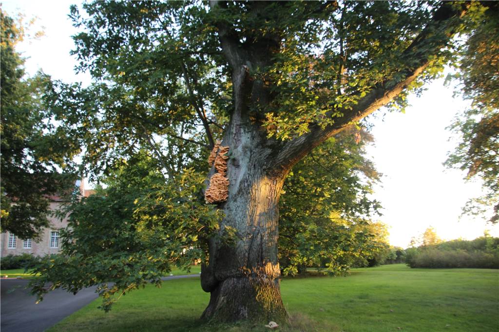 Riesen-Pilz schadet Baum im Schlosspark und „schmeckt nach Hühnchen“ Viele Besucher bleiben am Schloss Cappenberg stehen, um den großen Pilz an der Roteiche genauer zu betrachten.