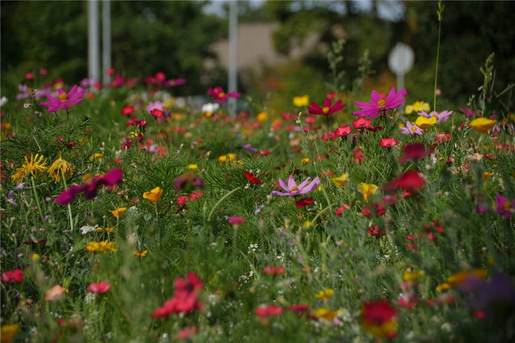 Graue Rechtecke verwandeln sich bald in Blühstreifen Viele Farbtupfer, wie hier aus dem letztem Jahr, soll es im Sommer wieder im ganzen Stadtgebiet geben.