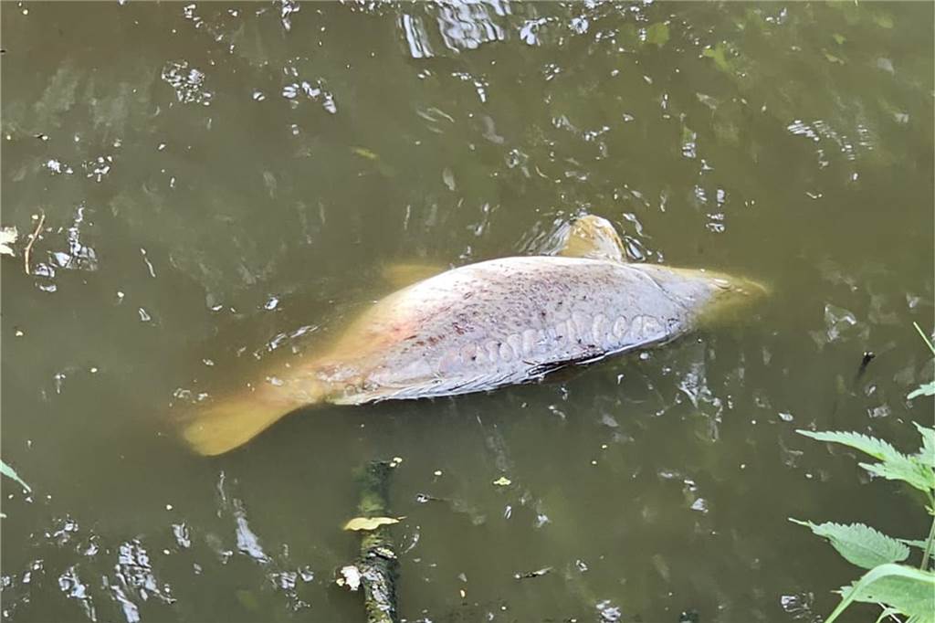Fisch schwimmt im Wasser