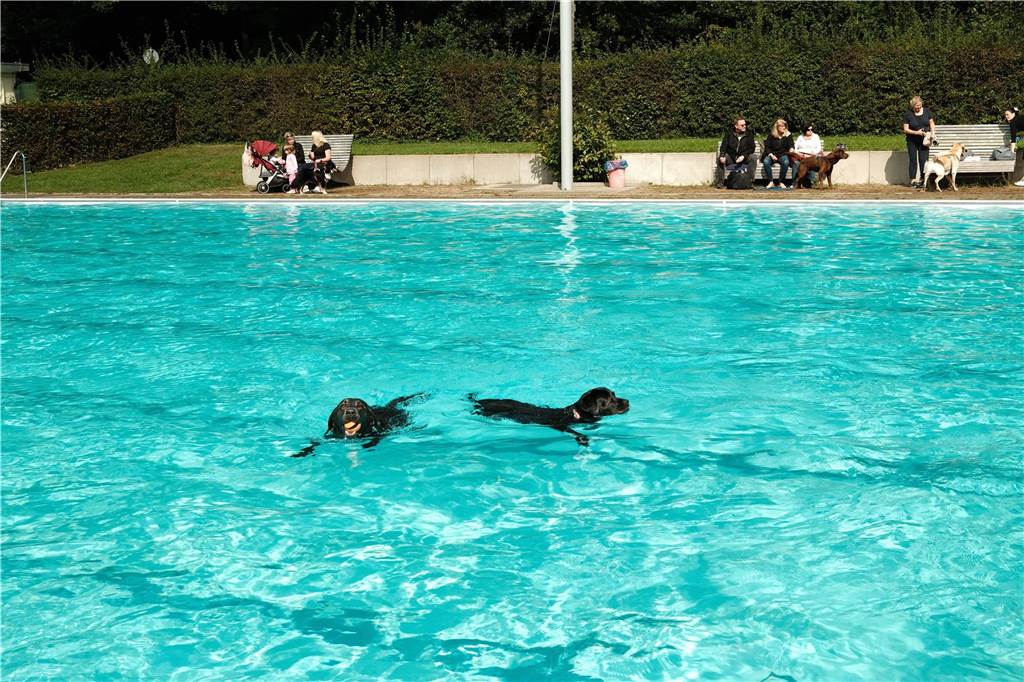 Viele Hunde und ihre Herrchen und Frauchen kamen am Sonntag, 15. September im Freibad Brambauer zum Saisonabschluss zusammen. Einige Eindrücke.
