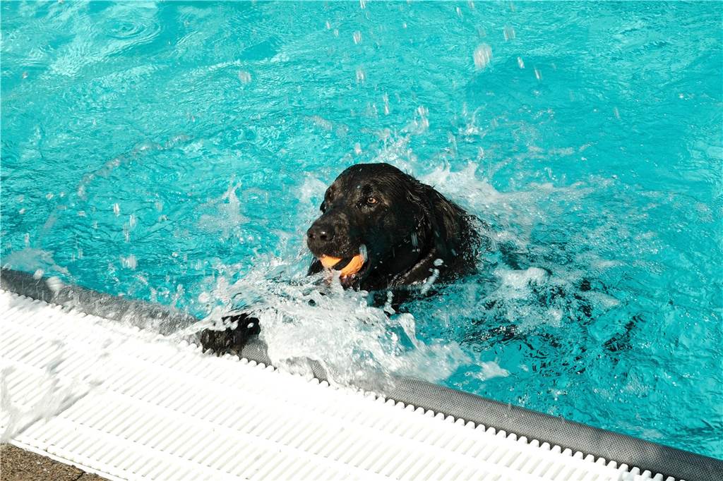 Viele Hunde und ihre Herrchen und Frauchen kamen am Sonntag, 15.. September im Freibad Brambauer zum Saisonabschluss zusammen. Einige Eindrücke.
