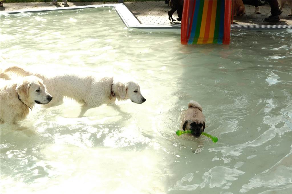 Viele Hunde und ihre Herrchen und Frauchen kamen am Sonntag, 15. September im Freibad Brambauer zum Saisonabschluss zusammen. Einige Eindrücke.