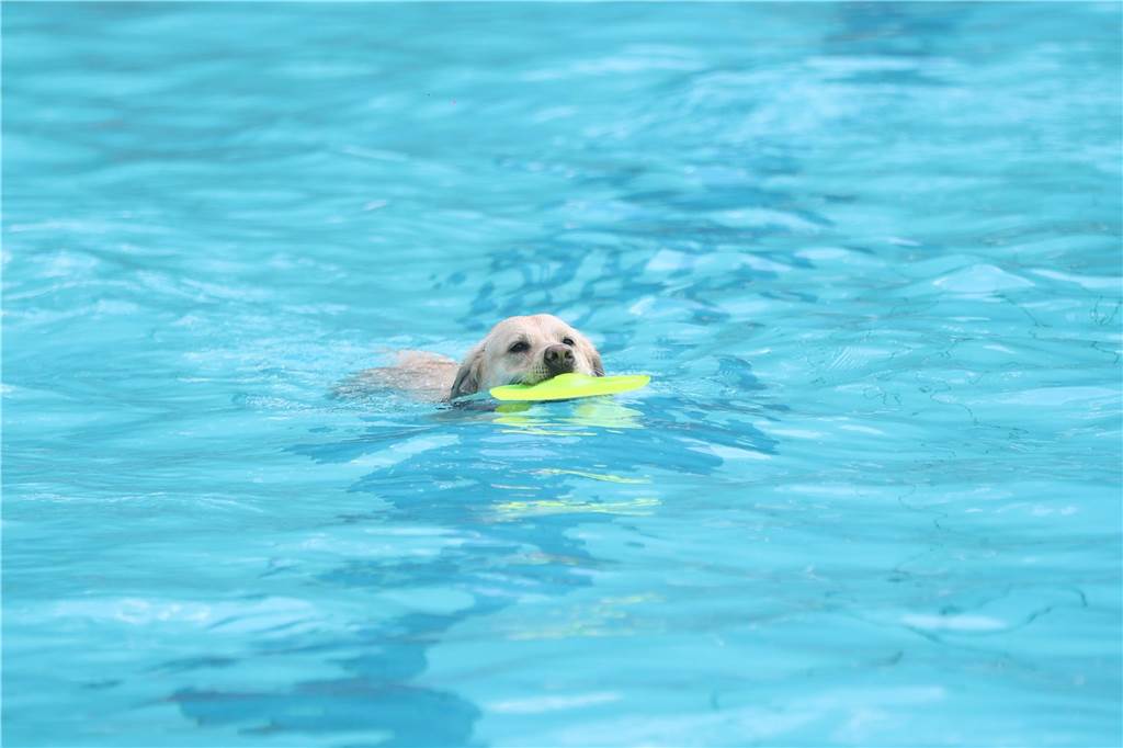 Viele Hunde und ihre Herrchen und Frauchen kamen am Sonntag, 15. September im Freibad Brambauer zum Saisonabschluss zusammen. Einige Eindrücke.