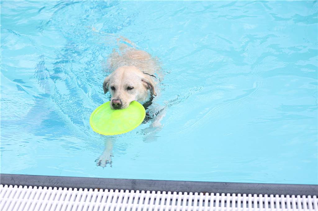 Viele Hunde und ihre Herrchen und Frauchen kamen am Sonntag, 15. September im Freibad Brambauer zum Saisonabschluss zusammen. Einige Eindrücke.