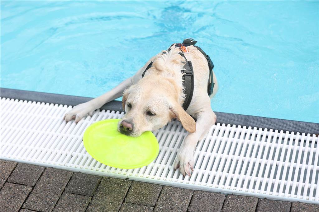Viele Hunde und ihre Herrchen und Frauchen kamen am Sonntag, 15. September im Freibad Brambauer zum Saisonabschluss zusammen. Einige Eindrücke.