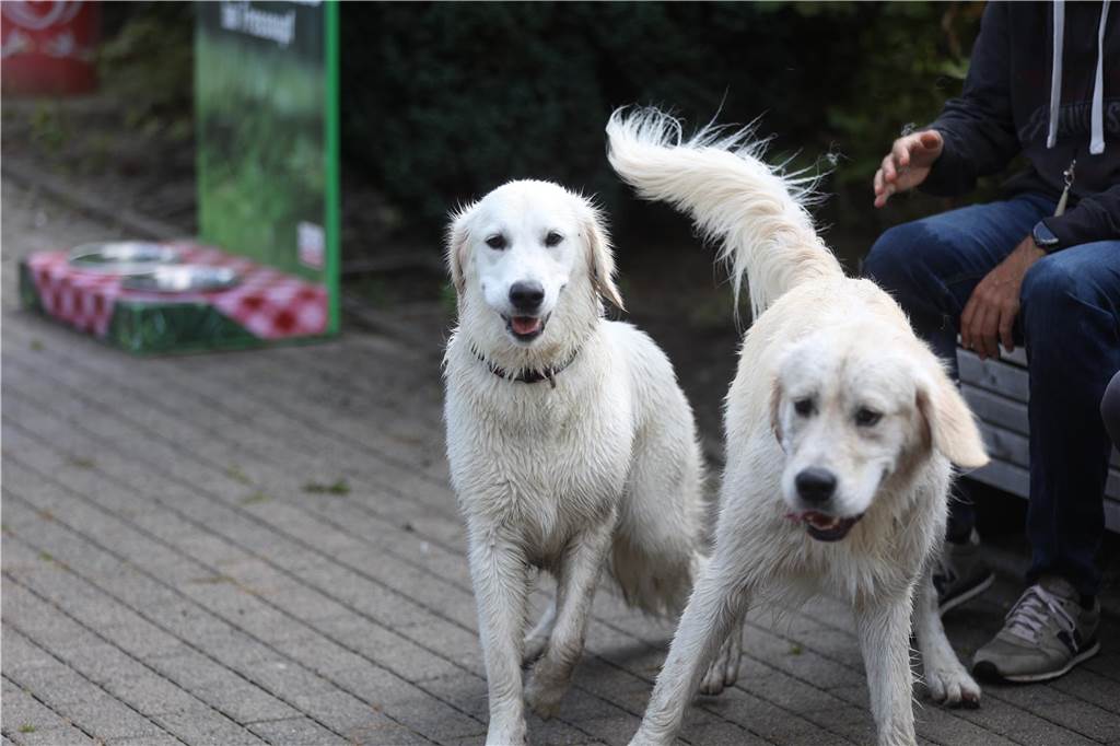 Viele Hunde und ihre Herrchen und Frauchen kamen am Sonntag, 15. September im Freibad Brambauer zum Saisonabschluss zusammen. Einige Eindrücke.