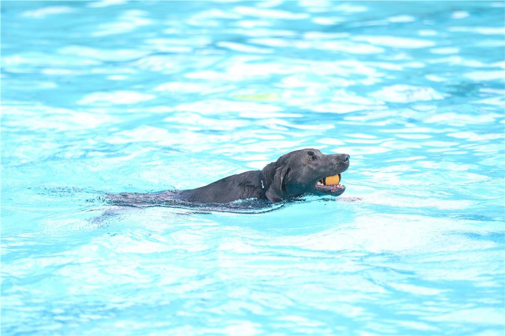 Viele Hunde und ihre Herrchen und Frauchen kamen am Sonntag, 15. September im Freibad Brambauer zum Saisonabschluss zusammen. Einige Eindrücke.