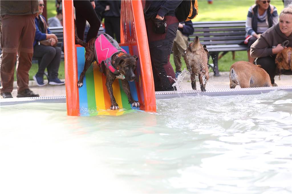 Viele Hunde und ihre Herrchen und Frauchen kamen am Sonntag, 15. September im Freibad Brambauer zum Saisonabschluss zusammen. Einige Eindrücke.