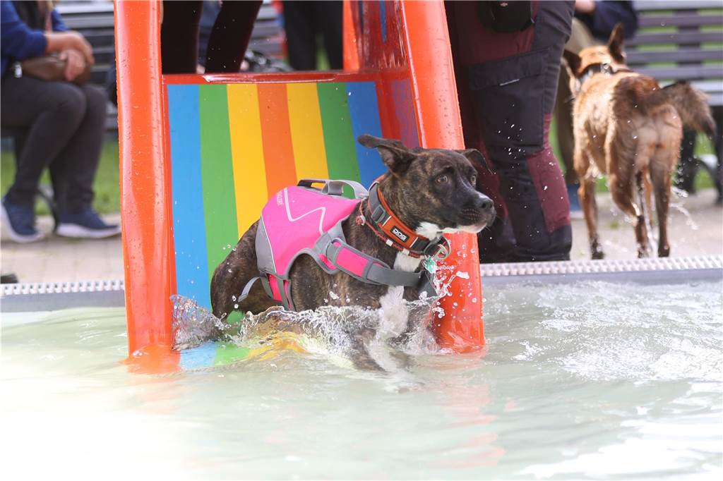 Viele Hunde und ihre Herrchen und Frauchen kamen am Sonntag, 15. September im Freibad Brambauer zum Saisonabschluss zusammen. Einige Eindrücke.