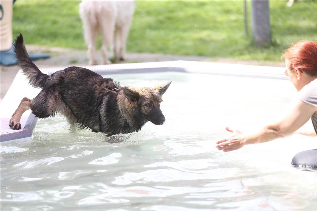 Viele Hunde und ihre Herrchen und Frauchen kamen am Sonntag, 15. September im Freibad Brambauer zum Saisonabschluss zusammen. Einige Eindrücke.