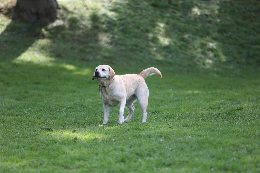 Viele Hunde und ihre Herrchen und Frauchen kamen am Sonntag, 15. September im Freibad Brambauer zum Saisonabschluss zusammen. Einige Eindrücke.