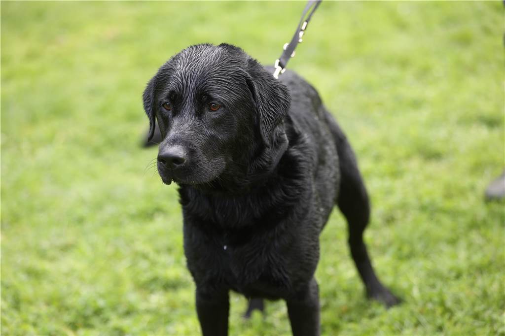 Viele Hunde und ihre Herrchen und Frauchen kamen am Sonntag, 15. September im Freibad Brambauer zum Saisonabschluss zusammen. Einige Eindrücke.