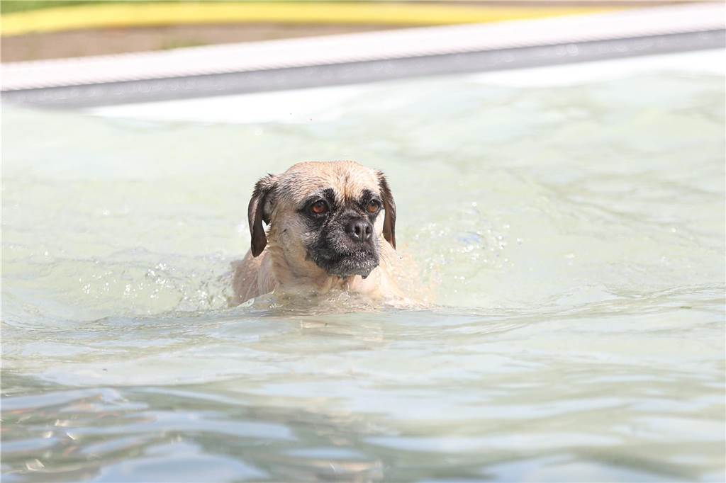 Viele Hunde und ihre Herrchen und Frauchen kamen am Sonntag, 15. September im Freibad Brambauer zum Saisonabschluss zusammen. Einige Eindrücke.