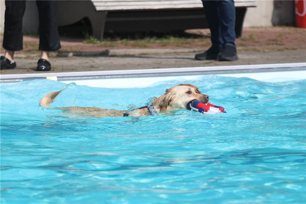 Viele Hunde und ihre Herrchen und Frauchen kamen am Sonntag, 15. September im Freibad Brambauer zum Saisonabschluss zusammen. Einige Eindrücke.