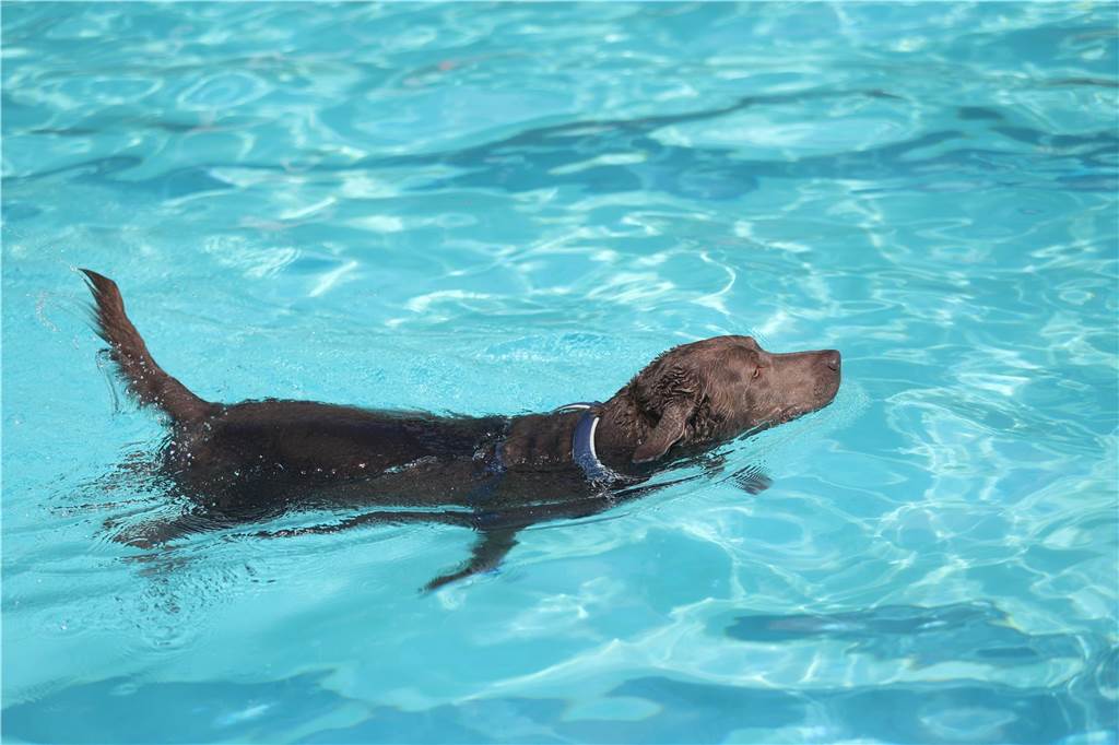 Viele Hunde und ihre Herrchen und Frauchen kamen am Sonntag, 15. September im Freibad Brambauer zum Saisonabschluss zusammen. Einige Eindrücke.