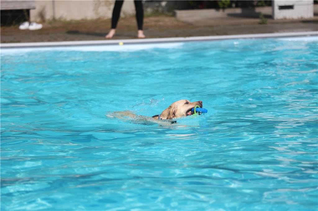 Viele Hunde und ihre Herrchen und Frauchen kamen am Sonntag, 15. September im Freibad Brambauer zum Saisonabschluss zusammen. Einige Eindrücke.