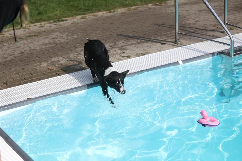 Viele Hunde und ihre Herrchen und Frauchen kamen am Sonntag, 15. September im Freibad Brambauer zum Saisonabschluss zusammen. Einige Eindrücke.