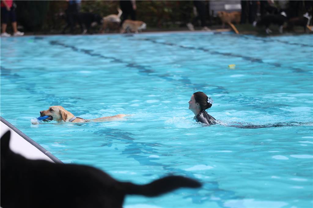 Viele Hunde und ihre Herrchen und Frauchen kamen am Sonntag, 15. September im Freibad Brambauer zum Saisonabschluss zusammen. Einige Eindrücke.