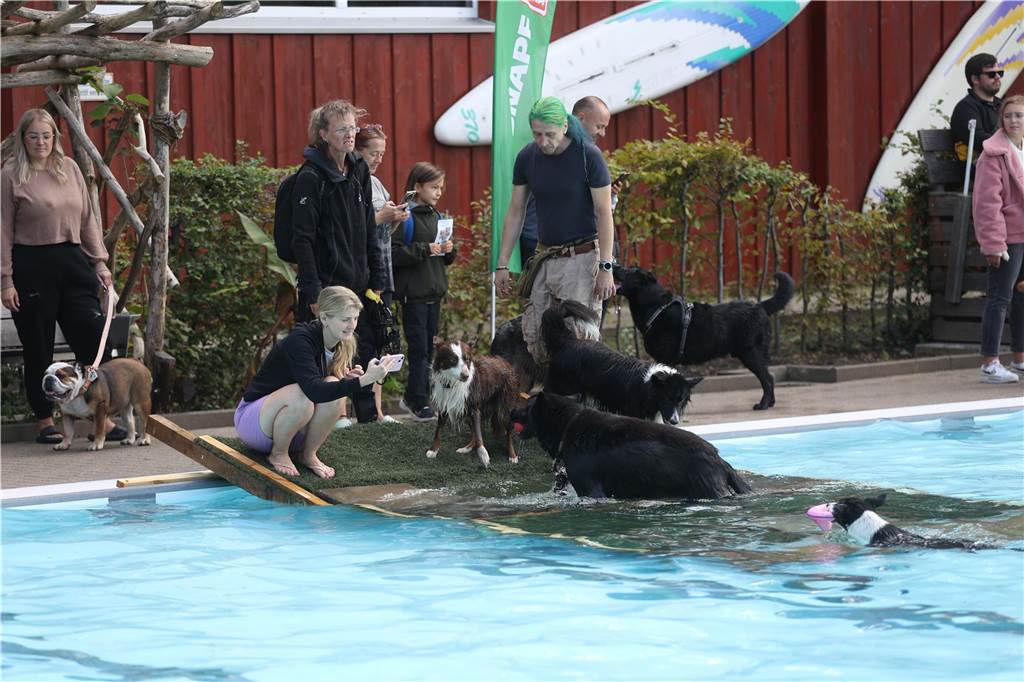 Viele Hunde und ihre Herrchen und Frauchen kamen am Sonntag, 15. September im Freibad Brambauer zum Saisonabschluss zusammen. Einige Eindrücke.