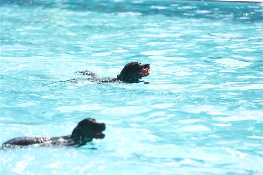 Viele Hunde und ihre Herrchen und Frauchen kamen am Sonntag, 15. September im Freibad Brambauer zum Saisonabschluss zusammen. Einige Eindrücke.