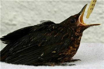 Viele Jungvögel werden von Findern im Tierheim oder bei einer Auffangstation abgegeben. Doch nicht immer ist dies erforderlich. Foto: Horst Ossinger