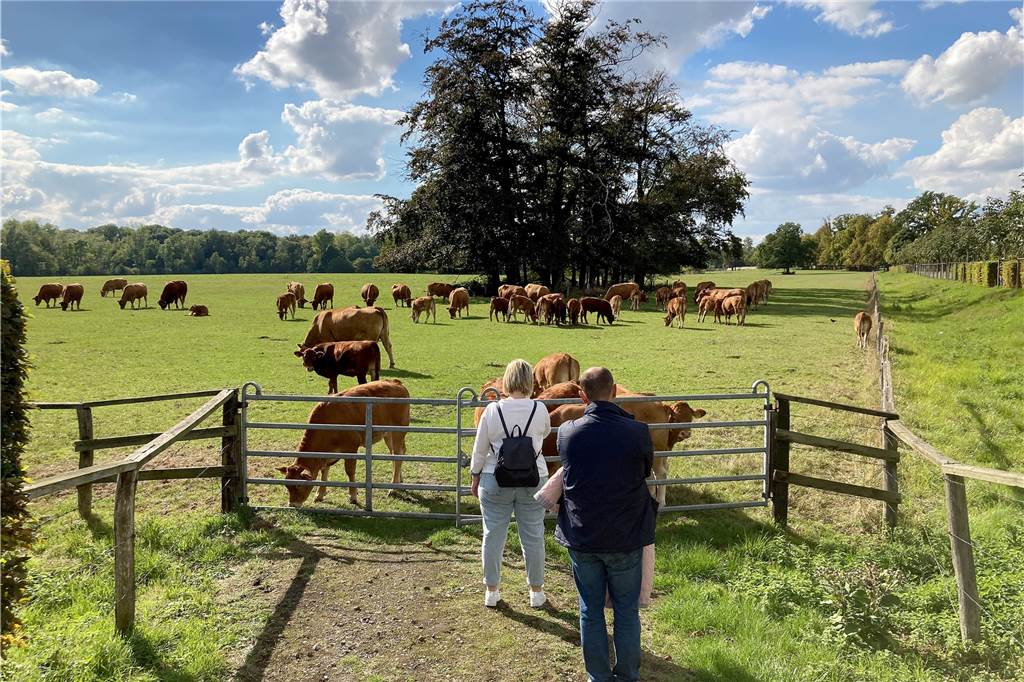 Rinderherde am Schloss Nordkirchen steht im Dienst des Naturschutzes Viele Spaziergänger, die das Schloss Nordkirchen besuchen, bleiben auch interessiert bei den Kühen stehen.