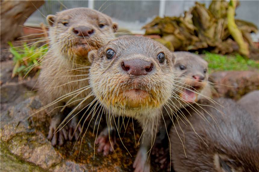 Viele Tierhäuser öffnen im Dortmunder Zoo ab Mittwoch (23.2.) wieder für Besucher – so auch das Otterhaus.