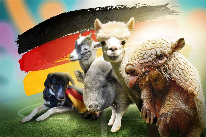 Tierische Orakel zur Fußball-EM: Pumba, Kasimir & Co. treten gegen Wissenschaftler an Viele tierische Orakel in der Region sagen die EM-Spiele voraus.