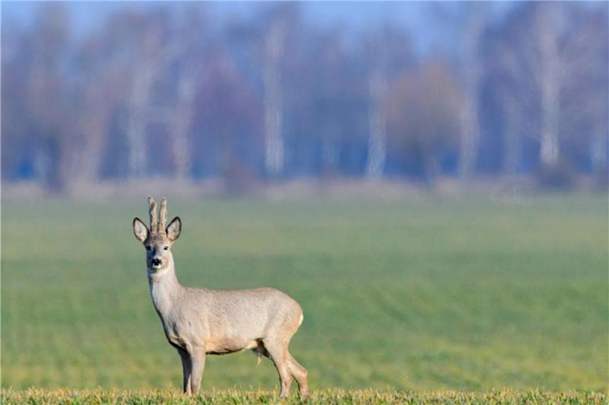 Im Wald auf Wildtiere Rücksicht nehmen Viele Wildtiere bekommen derzeit Nachwuchs. Wanderer sollten auf den Wegen bleiben. Foto: Patrick Pleul
