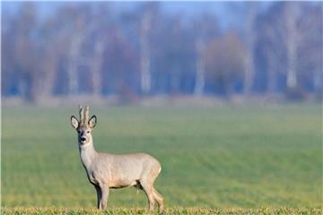 Viele Wildtiere bekommen derzeit Nachwuchs. Wanderer sollten auf den Wegen bleiben. Foto: Patrick Pleul
