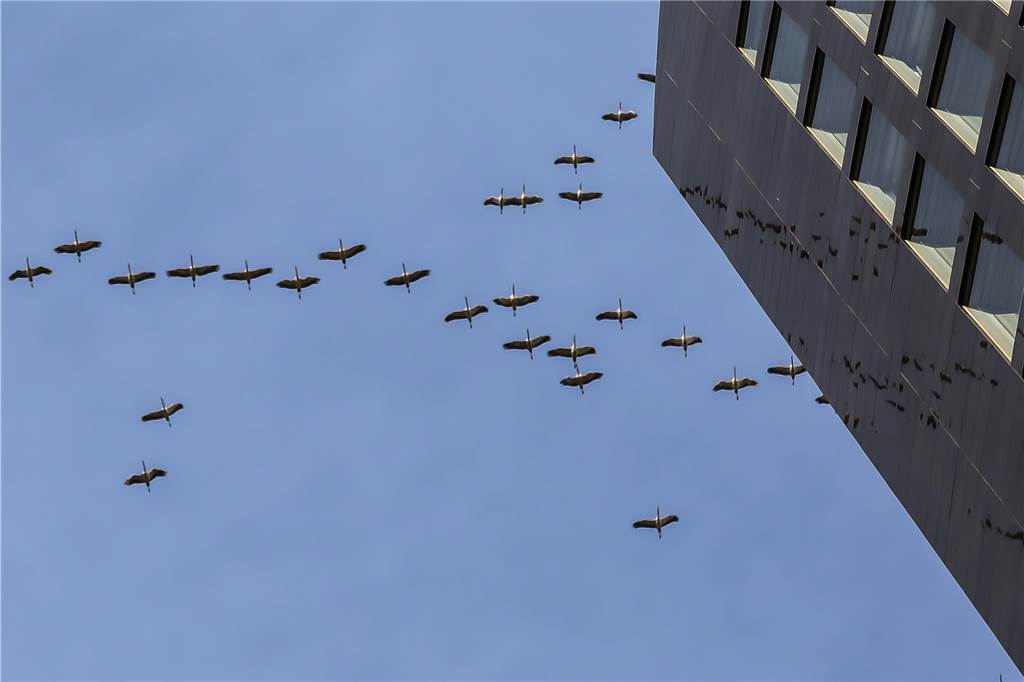 Viele Zugvögel sind im November zu beobachten.